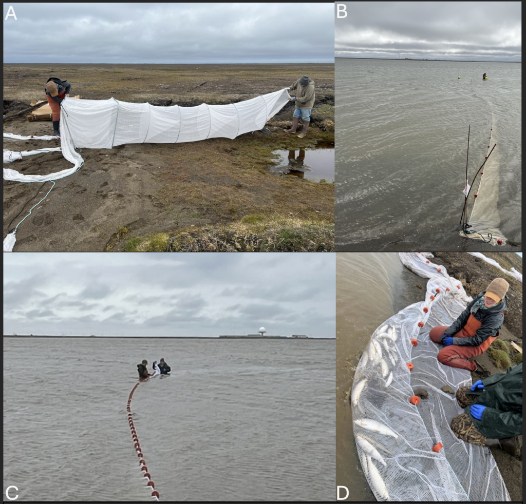 Photo collage showing two people inspecting a net and positioning the net in the water